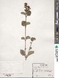 Syringa pubescens subsp. microphylla image