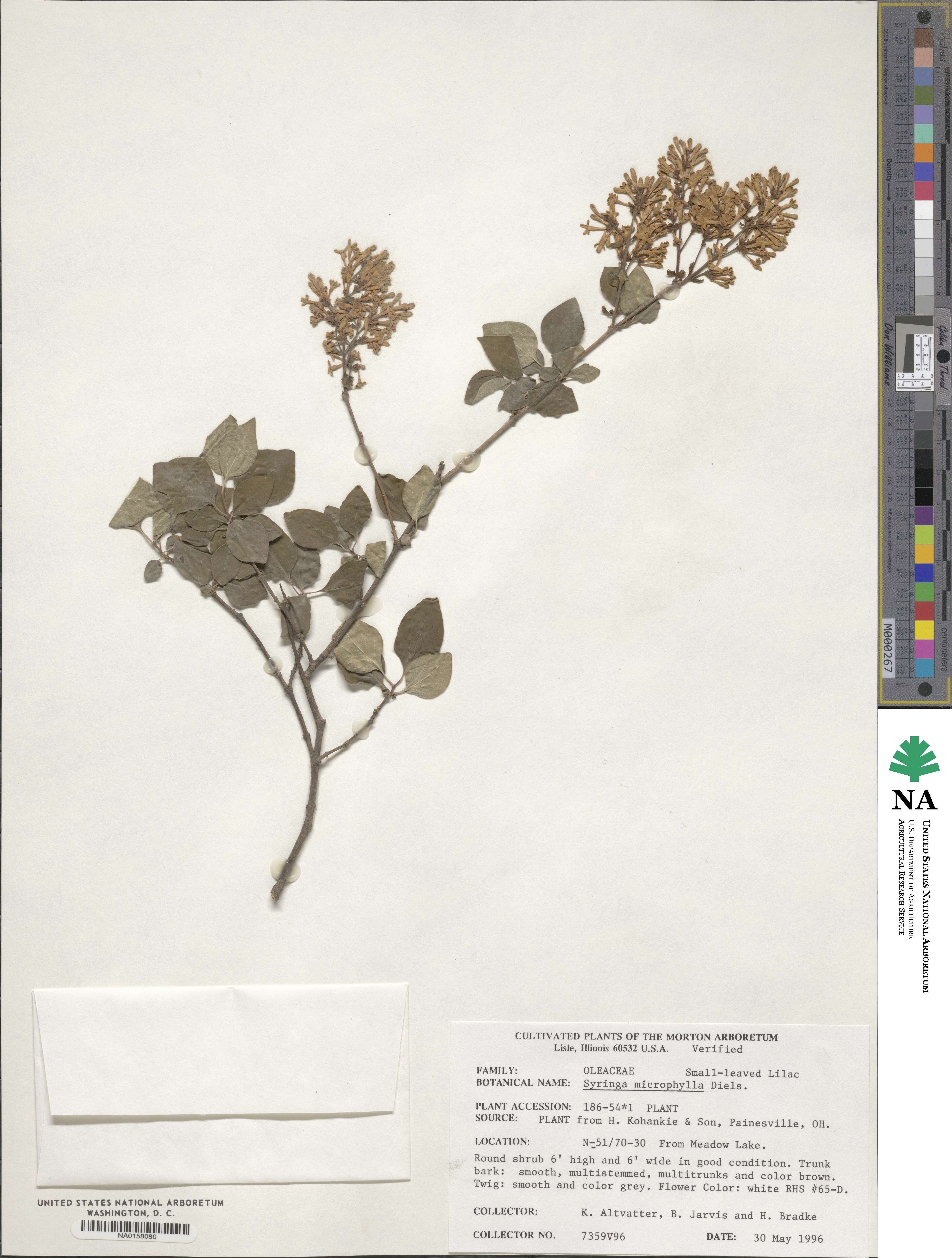 Syringa pubescens subsp. microphylla image