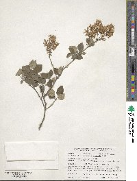 Syringa pubescens image