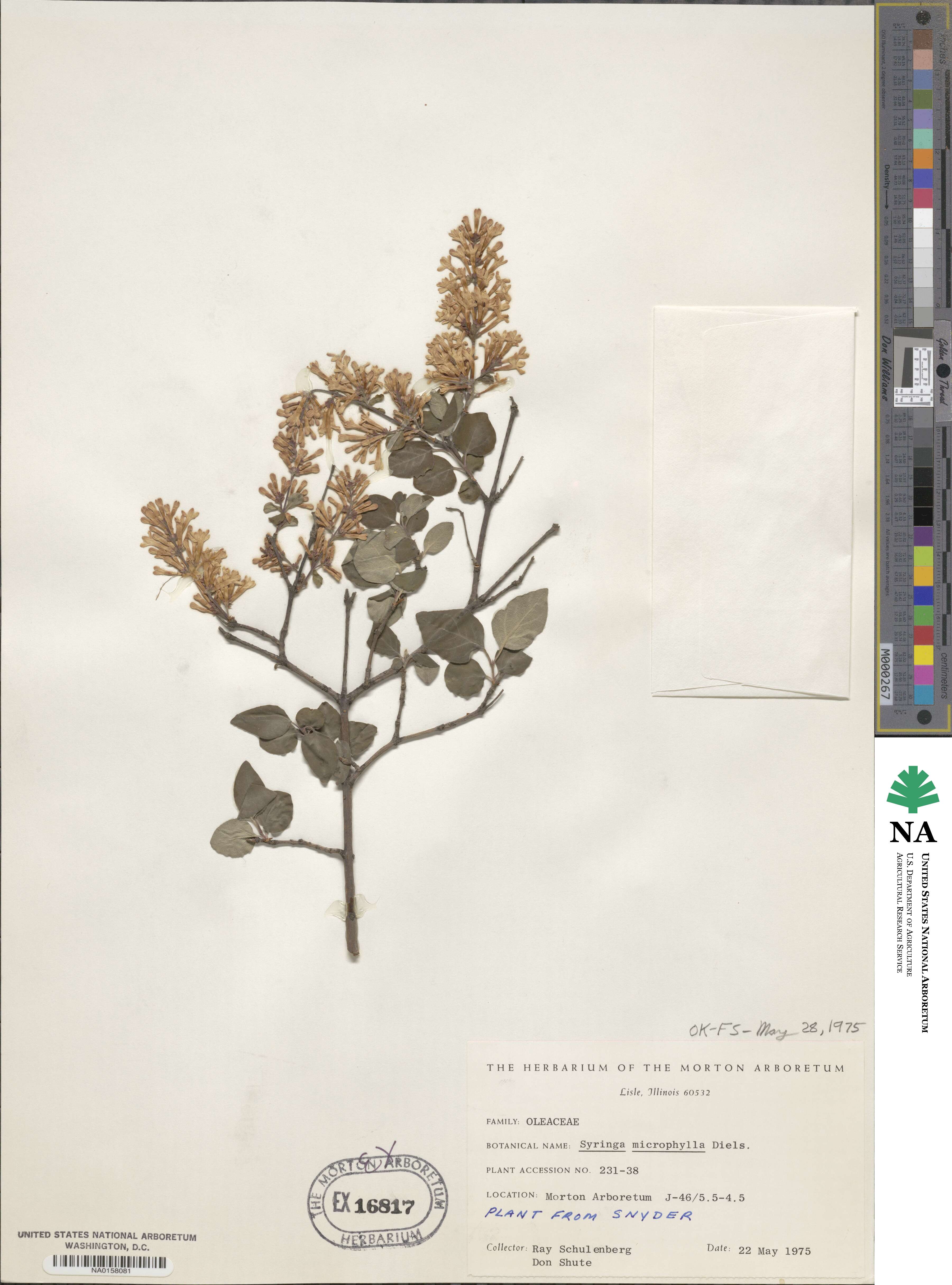 Syringa pubescens subsp. microphylla image