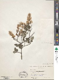 Syringa pubescens image