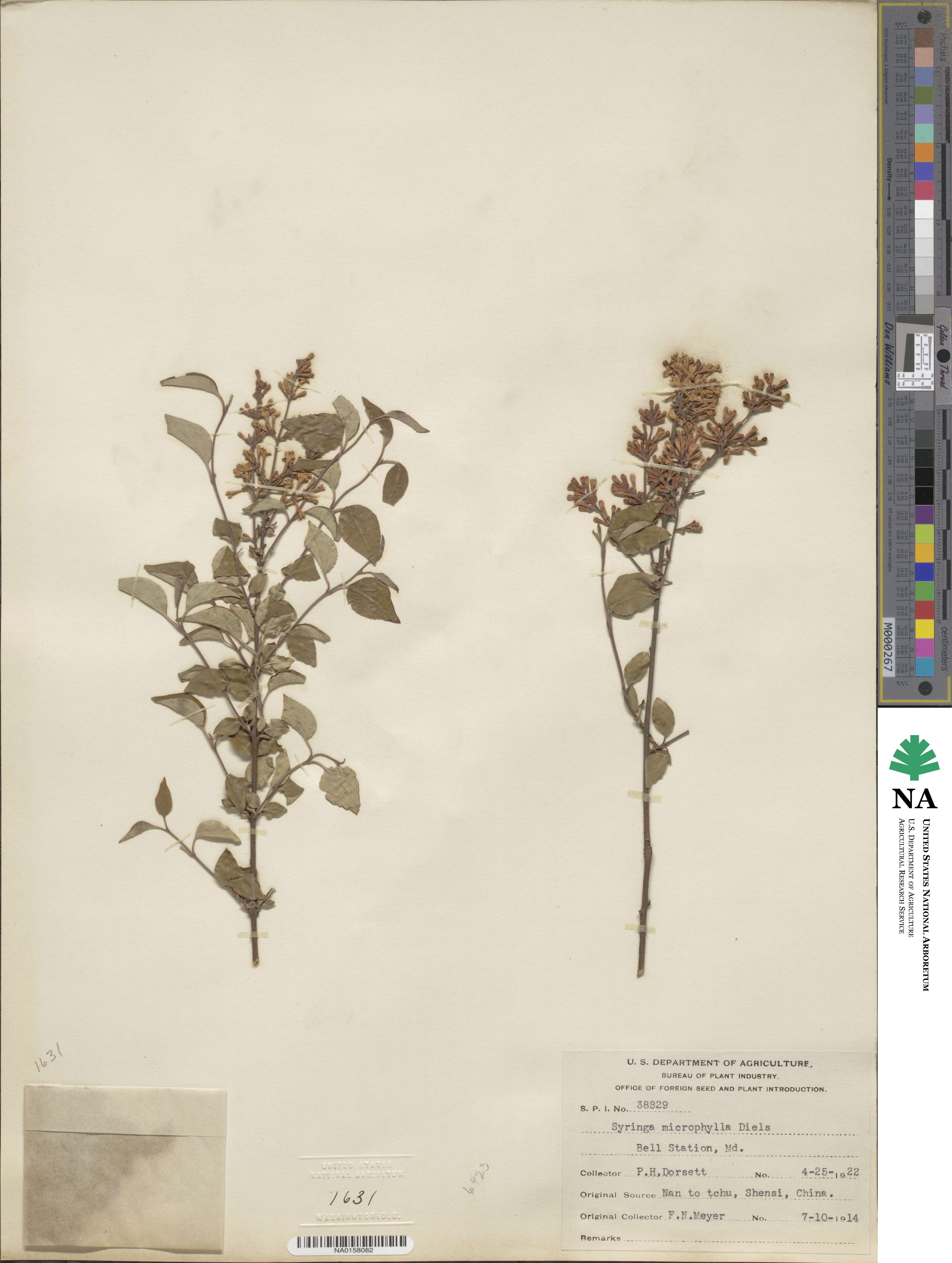 Syringa pubescens subsp. microphylla image