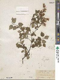 Syringa pubescens image