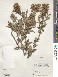 Syringa pubescens subsp. microphylla image