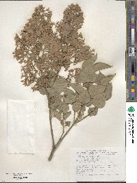 Syringa oblata image