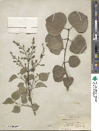 Syringa oblata image