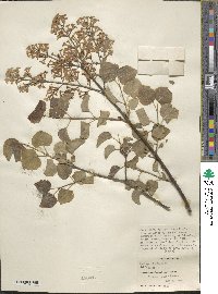 Syringa oblata image