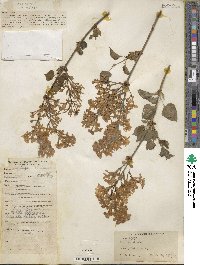 Syringa oblata image