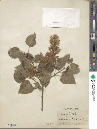 Syringa oblata image