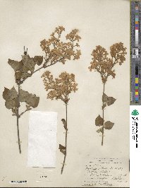 Syringa oblata image