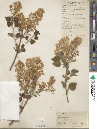 Syringa oblata image