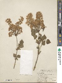 Syringa oblata image