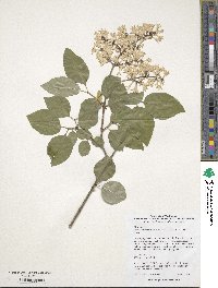 Syringa oblata subsp. dilatata image