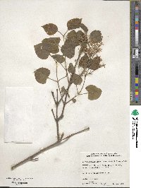 Syringa oblata image