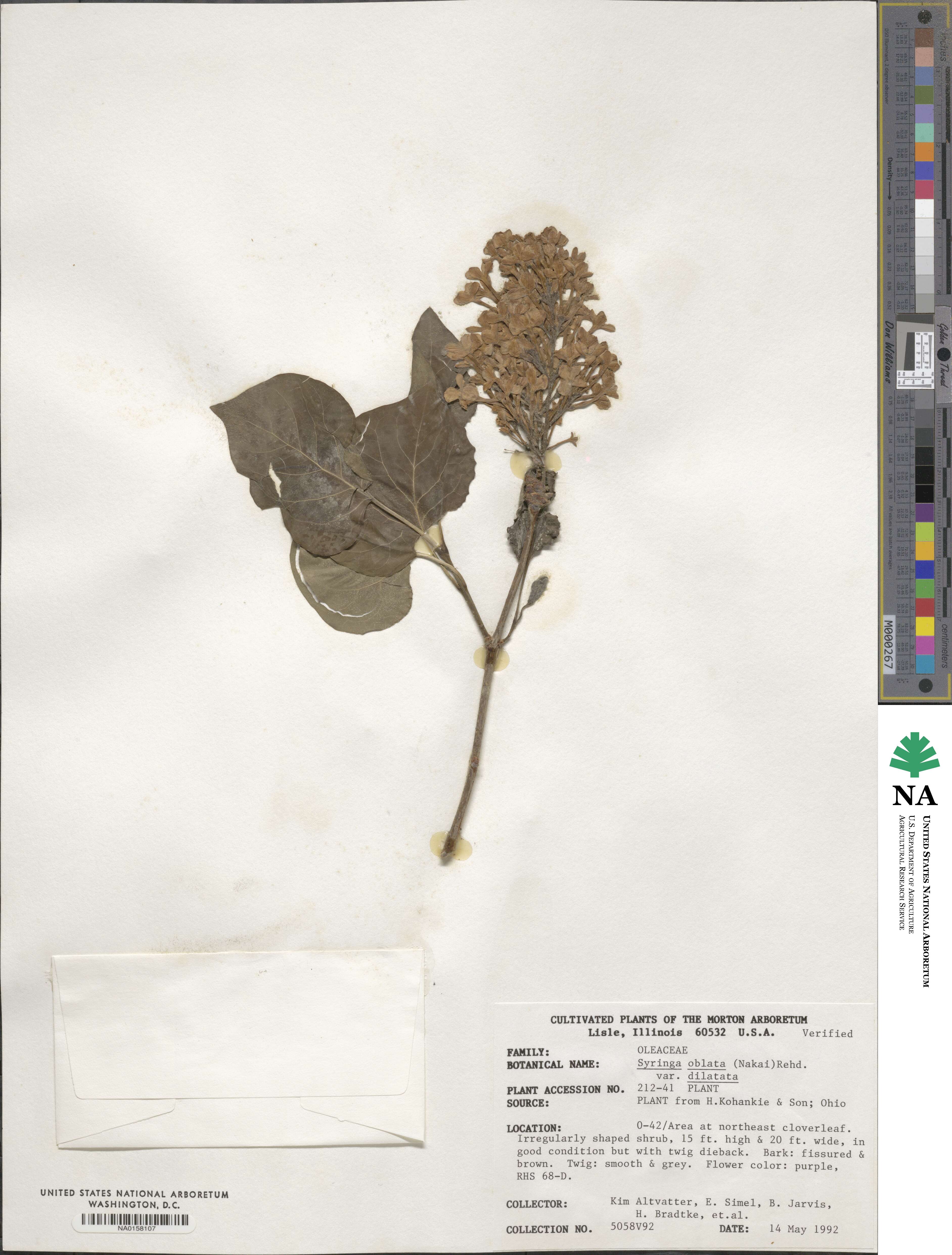 Syringa oblata subsp. dilatata image