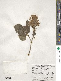 Syringa oblata subsp. dilatata image