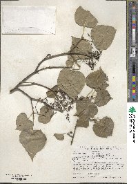 Syringa oblata subsp. dilatata image