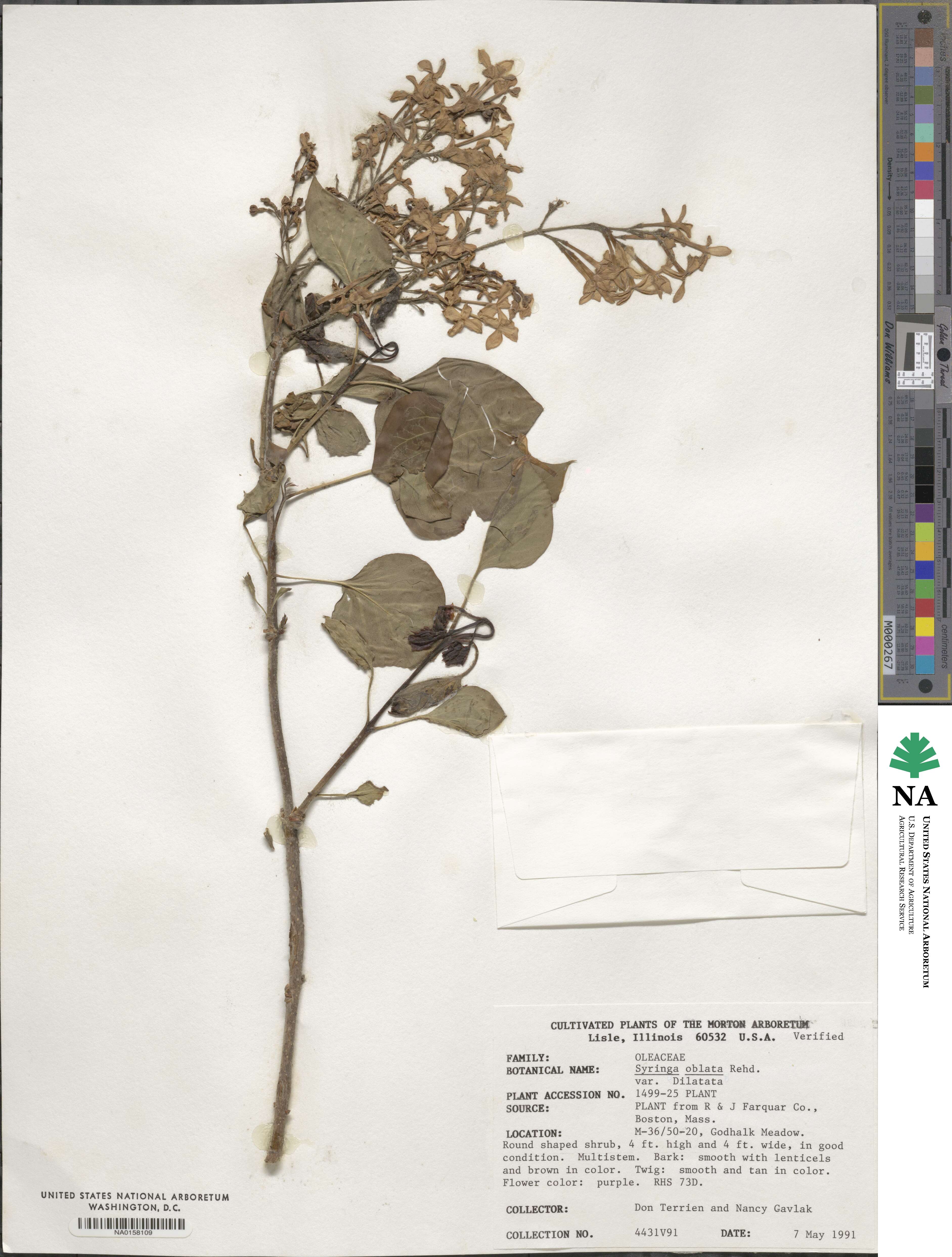 Syringa oblata subsp. dilatata image