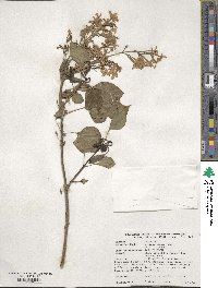 Syringa oblata subsp. dilatata image