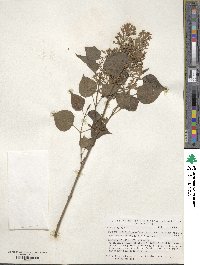 Syringa oblata image