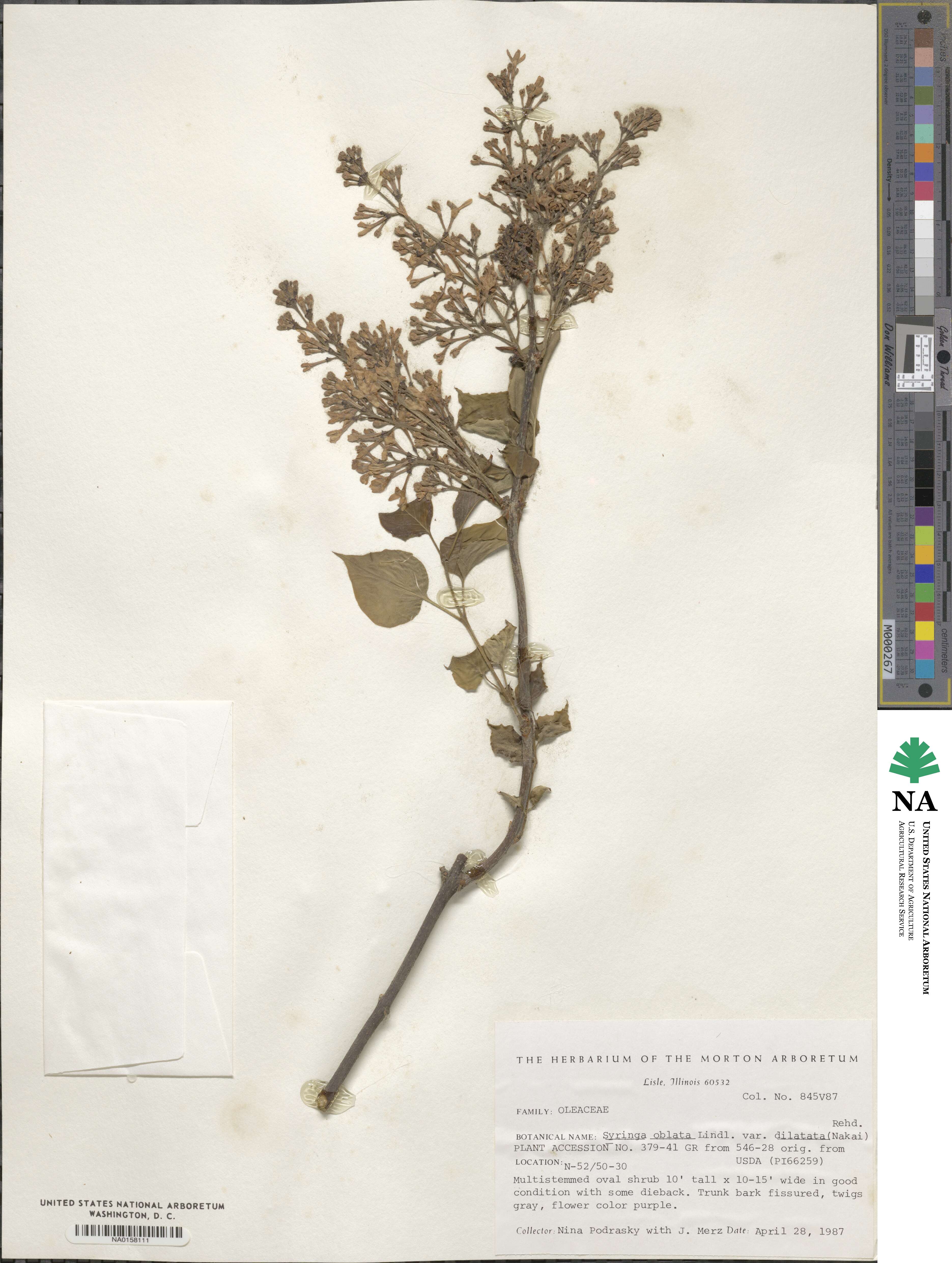Syringa oblata subsp. dilatata image