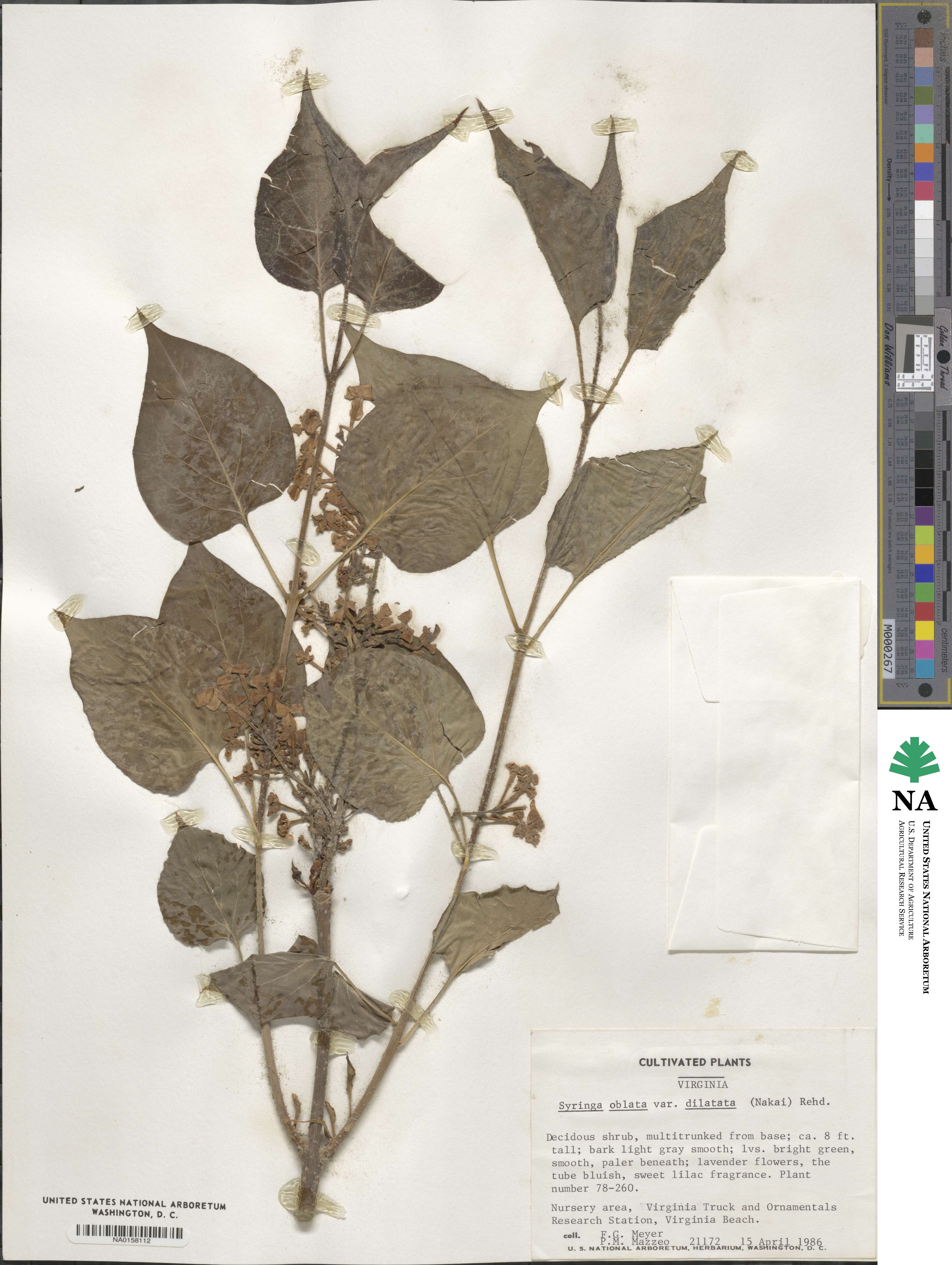 Syringa oblata subsp. dilatata image