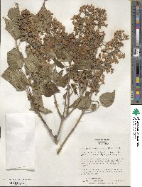 Syringa oblata image