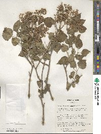 Syringa oblata subsp. dilatata image