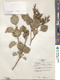 Syringa oblata subsp. dilatata image