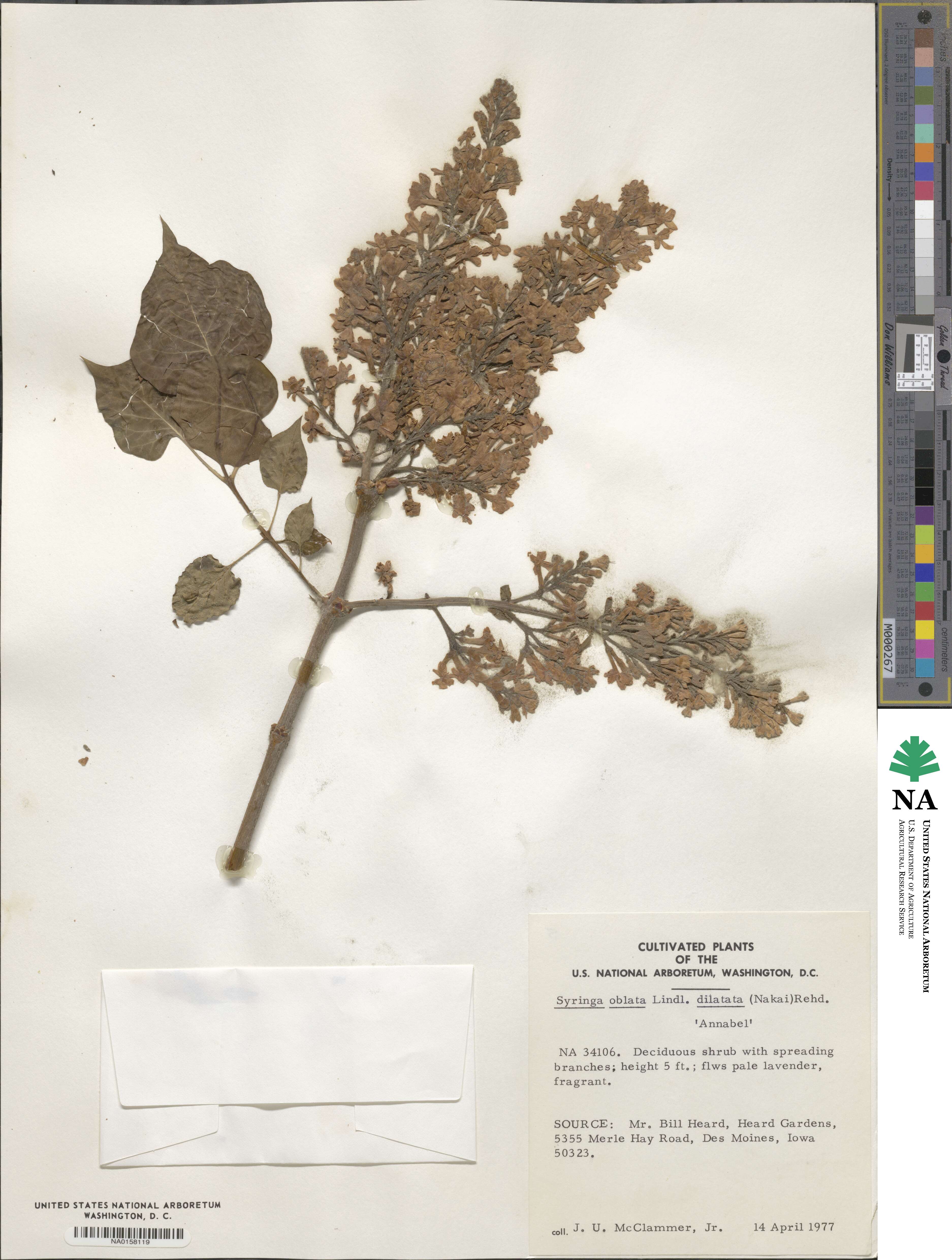 Syringa oblata subsp. dilatata image