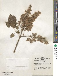 Syringa oblata subsp. dilatata image