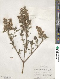 Syringa oblata subsp. dilatata image