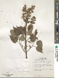 Syringa oblata subsp. dilatata image