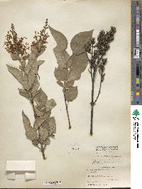 Syringa pubescens image