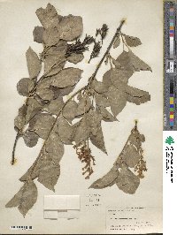 Syringa pubescens subsp. patula image