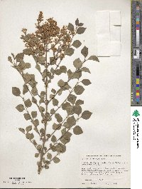 Syringa pubescens image