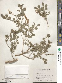 Syringa pubescens image