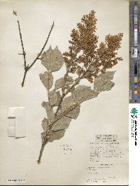 Syringa pubescens image