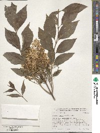 Syringa pubescens image