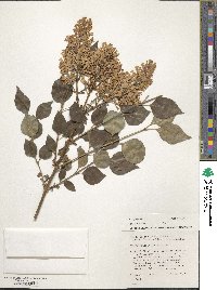 Syringa pubescens subsp. patula image