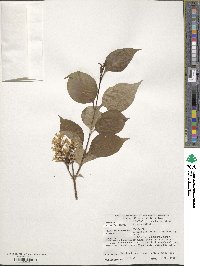 Syringa pubescens image