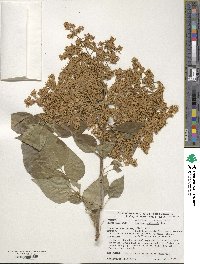 Syringa reticulata subsp. pekinensis image