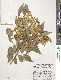 Syringa reticulata image