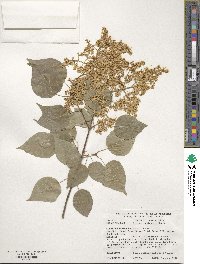 Syringa reticulata image