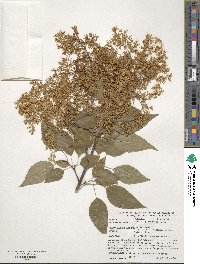 Syringa reticulata image