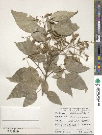 Syringa reticulata subsp. pekinensis image