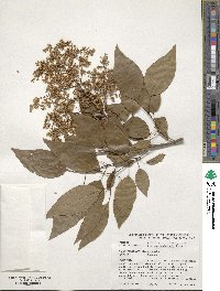 Syringa reticulata subsp. pekinensis image