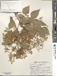 Syringa reticulata subsp. pekinensis image