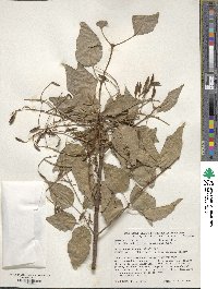 Syringa reticulata subsp. pekinensis image