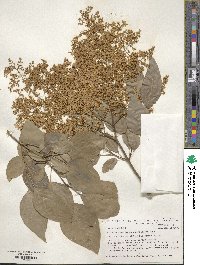 Syringa reticulata image